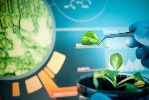 Avis sur la réglementation des mutagenèses ciblées en amélioration des plantes